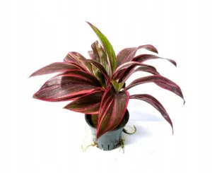Cordyline Red Edge - pianta per terrario o paludario in vasetto