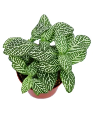 Fittonia White Green Mosaic - pianta per terrario o paludario in vasetto