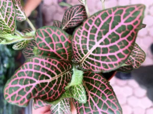 Fittonia Pink Red Mosaic - pianta per terrario o paludario in vasetto