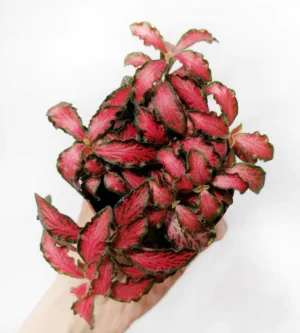 Fittonia Forrest Flame Red - pianta per terrario o paludario in vasetto