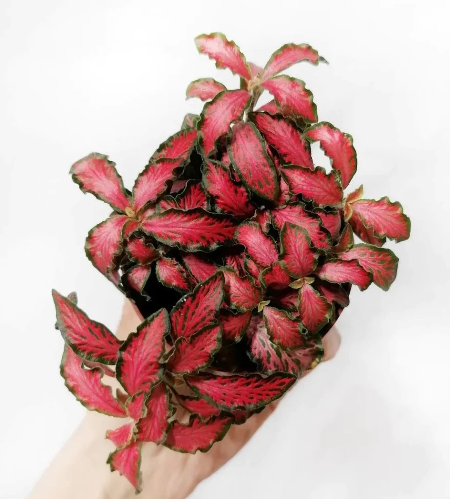 Fittonia Forrest Flame Red - pianta per terrario o paludario in vasetto