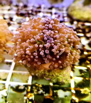 Euphyllia Paradivisa pink-orange - FOTO REALI - 2 calici - Corallo duro LPS facile