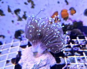 Euphyllia Glabrescens Black-green torch punte verdi 2 calici - FOTO REALI - Corallo duro LPS facile