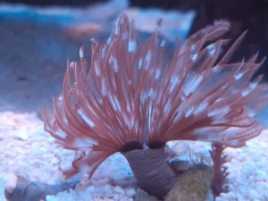 Spirografo Sabellastarte Magnifica