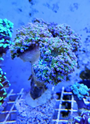 Euphyllia Paradivisa base verde punte Viola - 6 calici - Corallo duro LPS facile