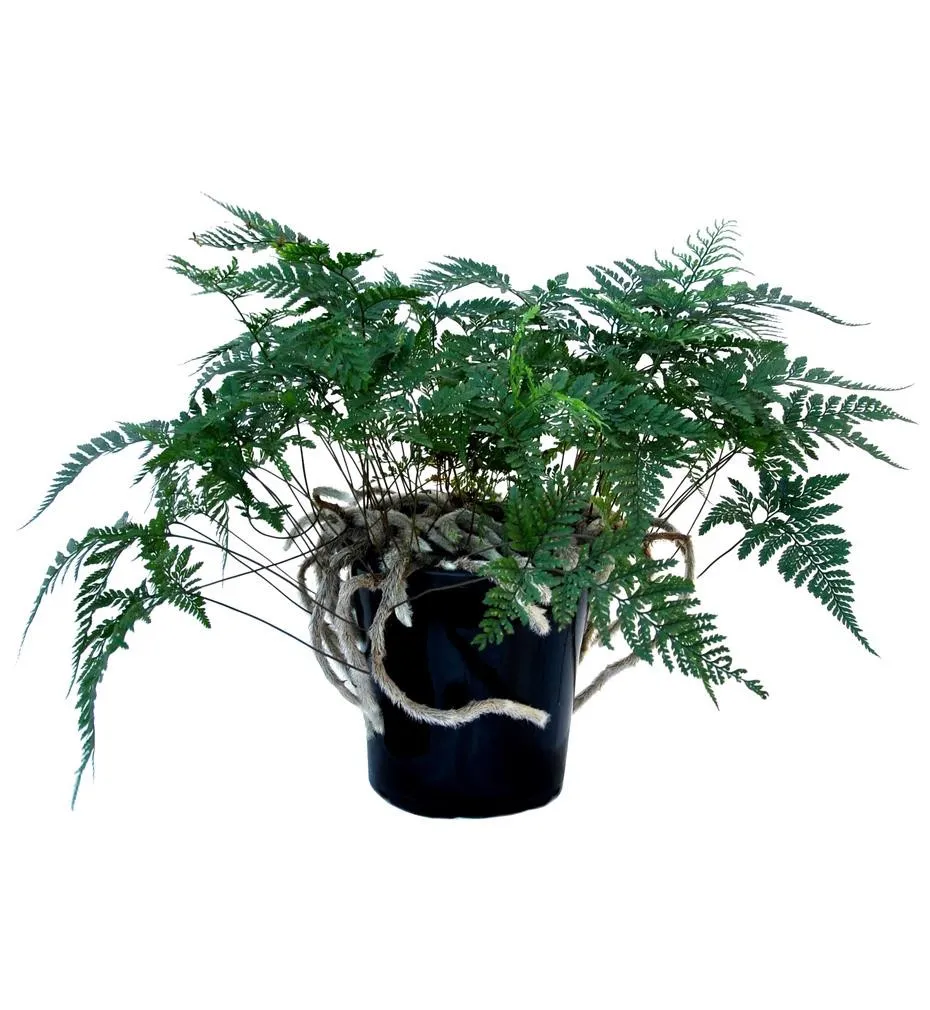 Humata Tyermanii - felce zampa di lepre - pianta per terrario o paludario in vasetto