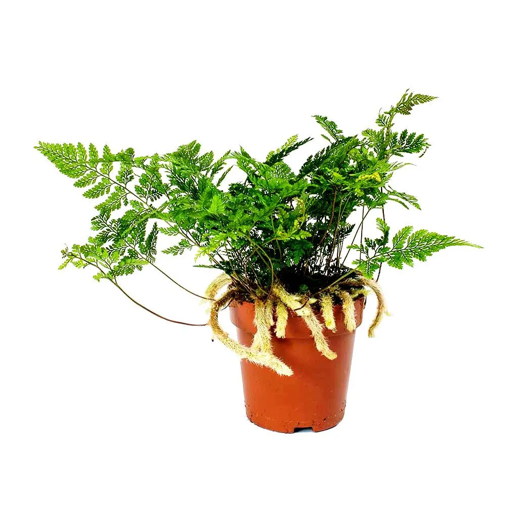 Humata Tyermanii - felce zampa di lepre - pianta per terrario o paludario in vasetto