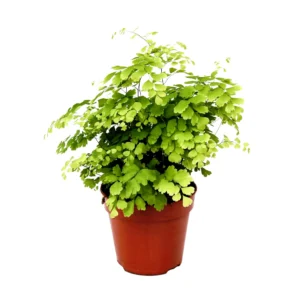 Adiantum Raddianum Fragrans - felce Capelvenere - pianta per terrario o paludario in vasetto