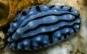Phyllidia Varicosa Blue - Nudibranco detritivoro