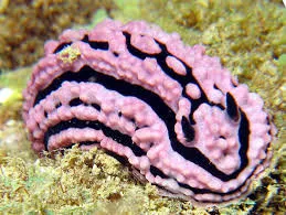 Phyllidia Varicosa Pink - Nudibranco detritivoro