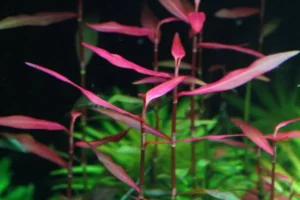 POLYGONUM SP. 'SAO PAULO' - PERSICARIA PIANTA ROSSA da sfondo