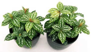 Pilea Cadierei detta Pianta di alluminio - pianta per terrario o paludario in vasetto