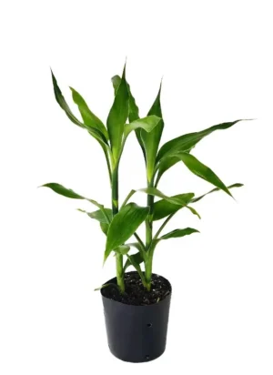 Dracaena Sanderiana detta Bambù della fortuna - pianta per terrario o paludario in vasetto
