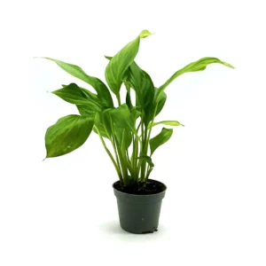 Spathiphyllum Wallisii - pianta per terrario o paludario in vasetto