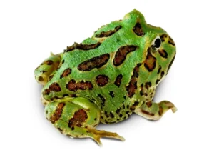 Ceratophrys Cranwelli Green - Rana cornuta Pacman Green - anfibi per terrario
