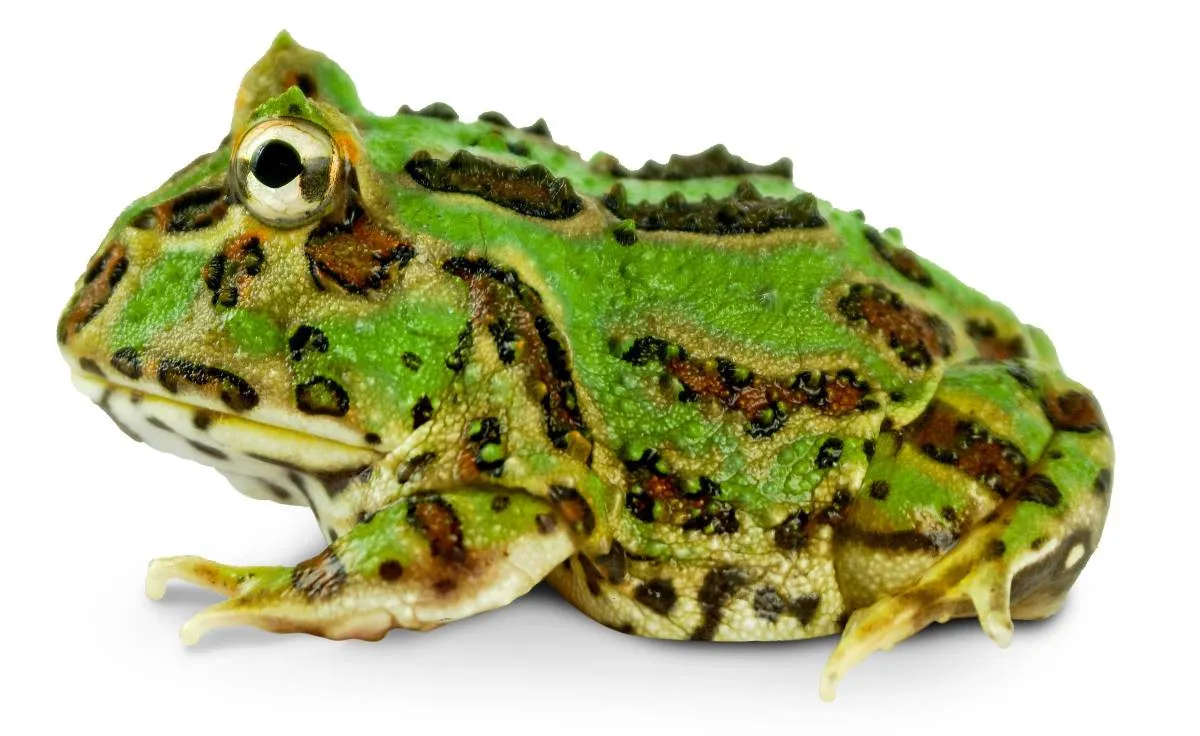 Ceratophrys Cranwelli Green - Rana cornuta Pacman Green - anfibi per terrario