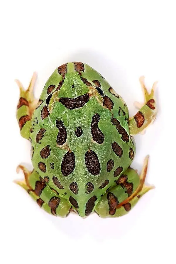 Ceratophrys Cranwelli Green - Rana cornuta Pacman Green - anfibi per terrario