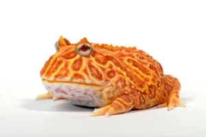 Ceratophrys Cranwelli Strawberry - Rana cornuta Pacman Strawberry - anfibi per terrario