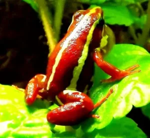 Epipedobates Anthonyi Santa Isabel 1.5-2 cm - Rana freccia fantasma - Rana dardo - anfibi per terrario