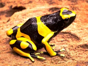 Dendrobates Leucomelas 2.5-3 cm - Rana freccia gialla e nera - Rana dardo - anfibi per terrario