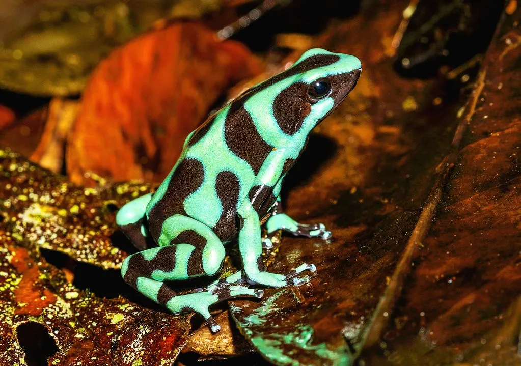 Dendrobates Auratus Green Costa Rica 2.5-3 cm - Rana freccia verde e nera - Rana dardo - anfibi per terrario
