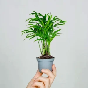 Chamaedorea Elegans - palma della fortuna - pianta per terrario/paludario o da interno in vasetto
