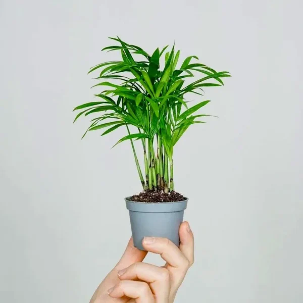 Chamaedorea Elegans - palma della fortuna - pianta per terrario/paludario o da interno in vasetto