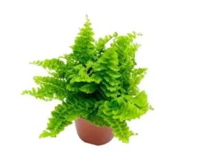 Nephrolepis Exaltata Green Fantasy - felce - pianta per terrario/paludario o da interno in vasetto