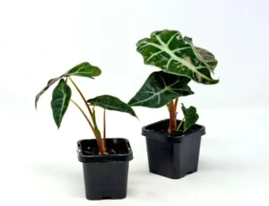 Alocasia Polly Baby - Orecchie di elefante - pianta per terrario/paludario o da interno in vasetto