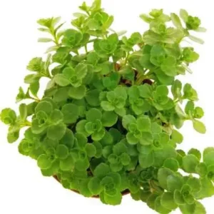 Sedum Spurium - pianta rampicante per terrario o paludario in vasetto