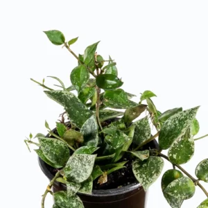 Hoya Krohniana Baby - pianta fiore di cera rampicante o ricadente per terrario o appartamento in vasetto