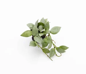 Hoya Krohniana Eskimo Silver Baby - pianta fiore di cera rampicante o ricadente per terrario o appartamento in vasetto