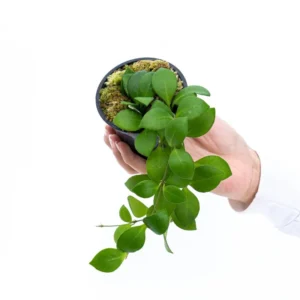 Hoya Lacunosa Baby - pianta fiore di cera rampicante o ricadente per terrario o appartamento in vasetto