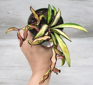 Hoya Wayetii Variegata Tricolor Baby - pianta fiore di cera rampicante o ricadente per terrario o appartamento in vasetto