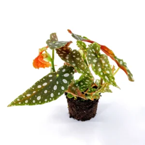 Begonia Maculata Wightii Baby - pianta per terrario/paludario o da interno in vasetto