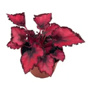 Begonia Rex Inca Night Baby - pianta per terrario/paludario o da interno in vasetto