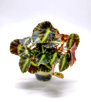 Begonia Cleopatrae Baby - pianta per terrario/paludario o da interno in vasetto