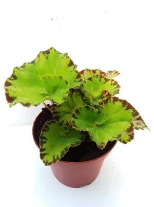 Begonia Baby Dress - pianta per terrario/paludario o da interno in vasetto