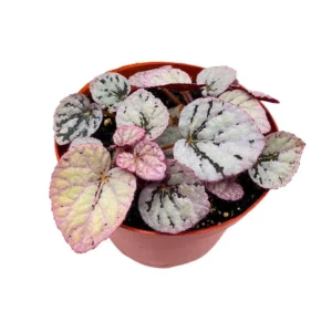 Begonia rex Harmony's Silver Dollar Baby - pianta per terrario/paludario o da interno in vasetto
