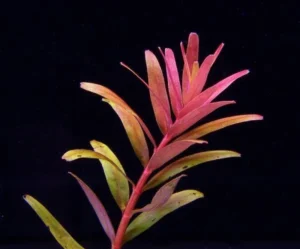 ROTALA COLORATA - PIANTA ROSSA da sfondo