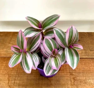 Tradescantia Albiflora ‘nanouk’ baby - Erba miseria - pianta per terrario/paludario o da interno in vasetto