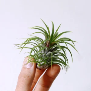 Tillandsia Ionantha - air plants - pianta aerea epifita per terrario/paludario o da interno in vasetto