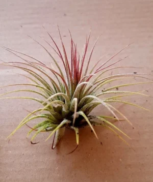 Tillandsia Ionantha rubra - air plants - pianta aerea epifita per terrario/paludario o da interno in vasetto