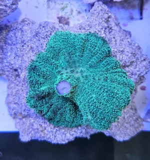 Discosoma Green Mushroom - verde FOTO REALI - Corallo molle facile - 1 disco su frag