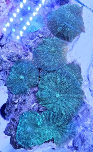 Discosoma Green Mushroom - verde FOTO REALI - Corallo molle facile - roccia 10-15 cm con tanti dischi
