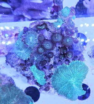 Coral Combo Discosoma Green + Protopalythoa Green - verde FOTO REALI - Corallo molle facile - roccia 10-15 cm con tanti dischi