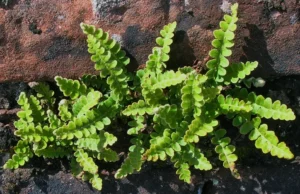 Asplenium Ceterach Officinarum- felce - pianta per terrario/paludario o da interno/esterno in vasetto