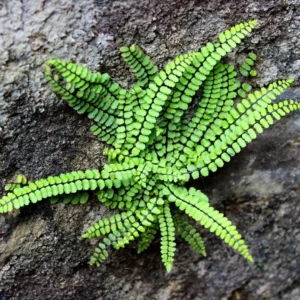 Asplenium Trichomanes - felce - pianta per terrario/paludario o da interno/esterno in vasetto