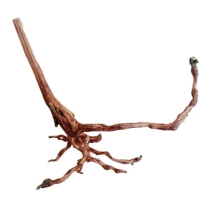 LEGNO Red Spider King XS - Nano 10-20 cm, radice ornamentale finemente ramificata