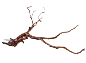 LEGNO Red Spider King M - Medium 30-40 cm, radice ornamentale finemente ramificata